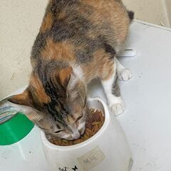 【トライアル決定】多頭飼い崩壊から救出した三毛猫　1歳未満のメス - 猫
