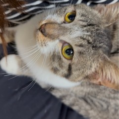 7ヶ月子猫 オス キジ白 里親様募集中です🙇‍♀️