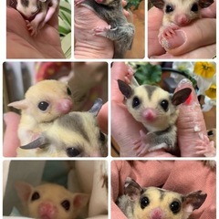 福ももんがランド