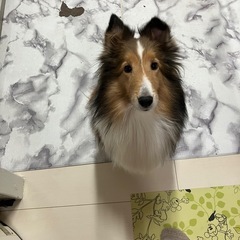わんこのお散歩友達なってください