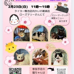 保護猫のご縁探し