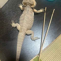 フトアゴヒゲトカゲ - 越谷市