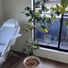 コーヒーの木　160cmぐらい