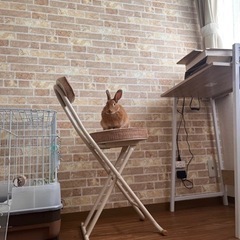 ネザーランドドワーフ2歳　里親様決まりました。 - 広島市