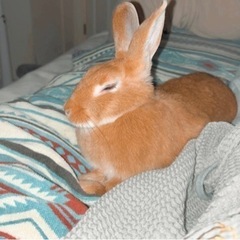 ネザーランドドワーフ2歳　里親様決まりました。 − 広島県