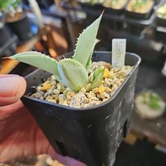 アガベ　　　　　　　　　ドラゴントゥース　1鉢⭕青白い葉がキレイですの画像