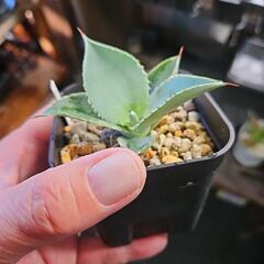 アガベ　　　　　　　　　ドラゴントゥース　1鉢⭕青白い葉がキレイですの画像