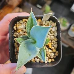 アガベ　　　　　　　　　ドラゴントゥース　1鉢⭕青白い葉がキレイですの画像