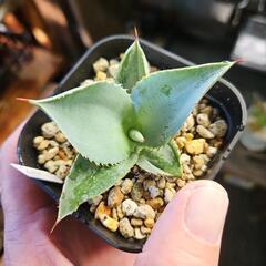 アガベ　　　　　　　　　ドラゴントゥース　1鉢⭕青白い葉がキレイですの画像