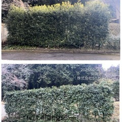 高木剪定 伐採 お庭の手入れ致します。所沢市狭山市清瀬市〜