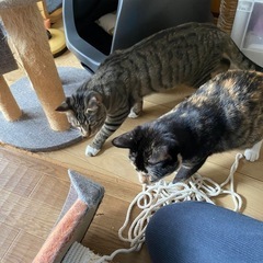 ８ヶ月の兄妹猫 − 愛知県