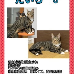 ８ヶ月の兄妹猫 - 春日井市