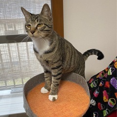 ８ヶ月の兄妹猫 - 里親募集