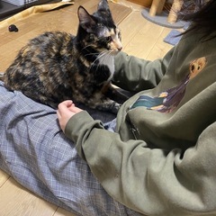 ８ヶ月の兄妹猫 - 猫