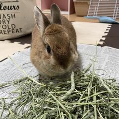 ネザーランドドワーフ