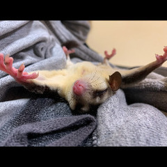フクロウモモンガ