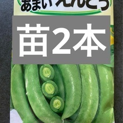 つるありスナップえんどう 苗2本【B】