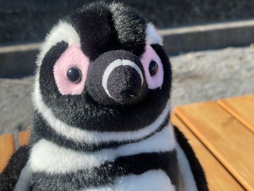 すみだ水族館限定】マゼランペンギン ぬいぐるみ Mサイズ 出品！ (SAKI