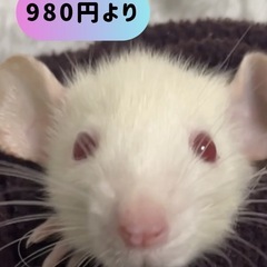 【🐭ダンボラット🐭】1ヶ月　特別価格980円より‼️