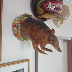 剥製アルマジロの飾りの画像