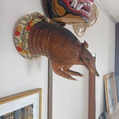 剥製アルマジロの飾りの画像