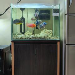 60cmワイド水槽一式＆熱帯魚