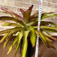 観葉植物　ネオレゲリア　シェルダンスの画像