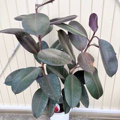 観葉植物　フィカス　バーガンディ　黒ゴム