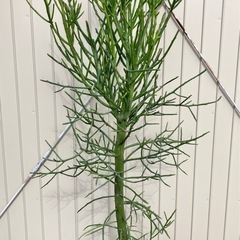 観葉植物　ユーフォルビア　フィヘレネンシス　ミルクブッシュ