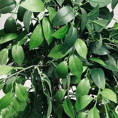フェイクグリーン 観葉植物 人工観葉植物 造花 02の画像