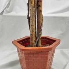 フェイクグリーン 観葉植物 人工観葉植物 造花 02の画像