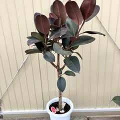 観葉植物　フィカス　バーガンディ　黒ゴム