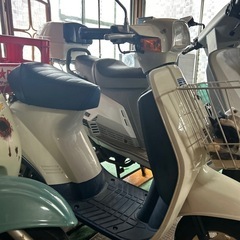スズキ蘭の画像