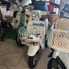 スズキ蘭の画像