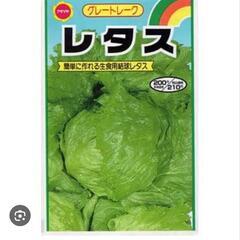 業務用レタスの育苗セット（現在育苗中）の画像