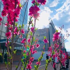 ４月５日(土)「ハルフェス2025」手づくり・飲食出店　お…