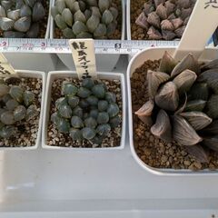 ハオルチア　大株の画像
