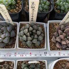 ハオルチア　大株の画像