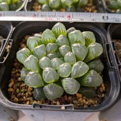 ハオルチア　大株