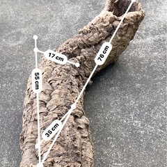 コルク樹皮 キャノン型の画像
