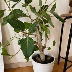 観葉植物