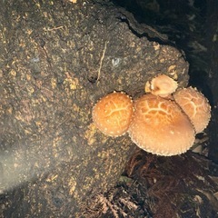 佐賀県富士町産原木生椎茸の画像