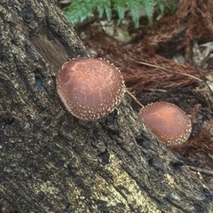 佐賀県富士町産原木生椎茸