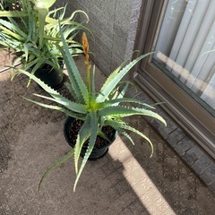 キダチアロエ