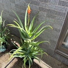 キダチアロエ