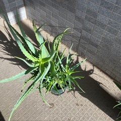 キダチアロエ