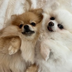 ワン友募集してます🐶