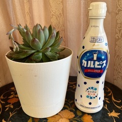 多肉 エケベリア・エレガンスの画像