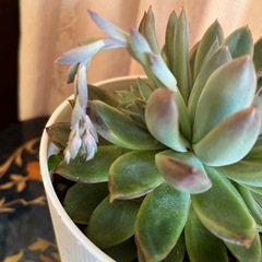 多肉 エケベリア・エレガンスの画像