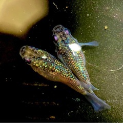福岡県 中間市のメダカの中古が安い！激安で譲ります・無料で